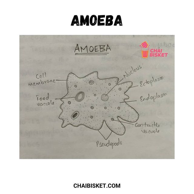 Praveen_nature's tweet photo. Chinnappati Biology Kalakandalu😂...

Exam lo reproductive organ vachinollake chukkale😂...

Amoeba vachinodu most luckiest fellow😆...

#Biologydiagrams lo meeku baga gurthundhi edhi?

1/1

#Biology
#BipcStudents 
#Science https://t.co/8JPhdg0X2D