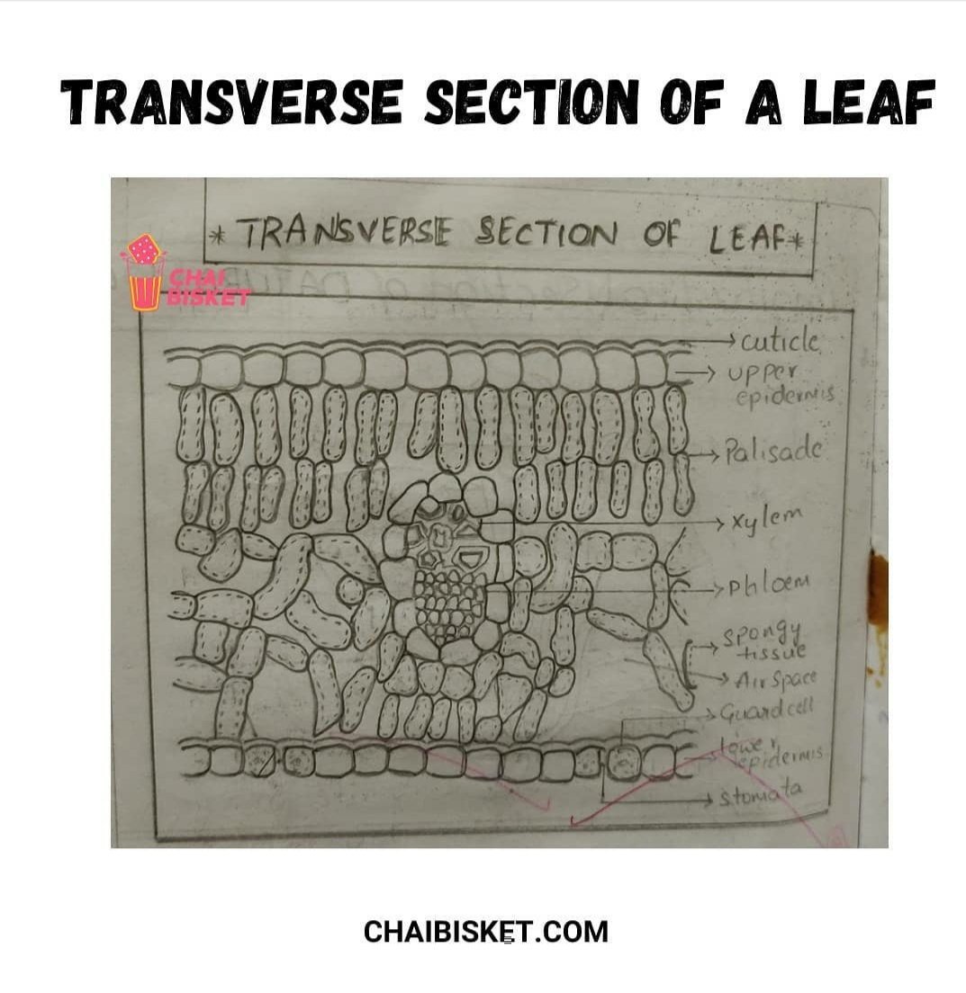 Praveen_nature's tweet photo. Chinnappati Biology Kalakandalu😂...

Exam lo reproductive organ vachinollake chukkale😂...

Amoeba vachinodu most luckiest fellow😆...

#Biologydiagrams lo meeku baga gurthundhi edhi?

1/1

#Biology
#BipcStudents 
#Science https://t.co/8JPhdg0X2D