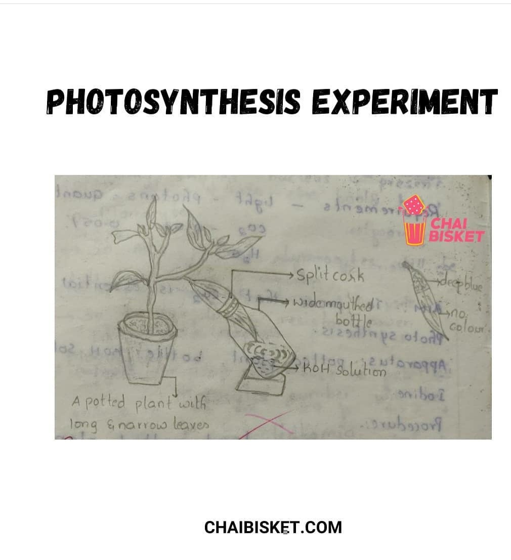 Praveen_nature's tweet photo. Chinnappati Biology Kalakandalu😂...

Exam lo reproductive organ vachinollake chukkale😂...

Amoeba vachinodu most luckiest fellow😆...

#Biologydiagrams lo meeku baga gurthundhi edhi?

1/1

#Biology
#BipcStudents 
#Science https://t.co/8JPhdg0X2D