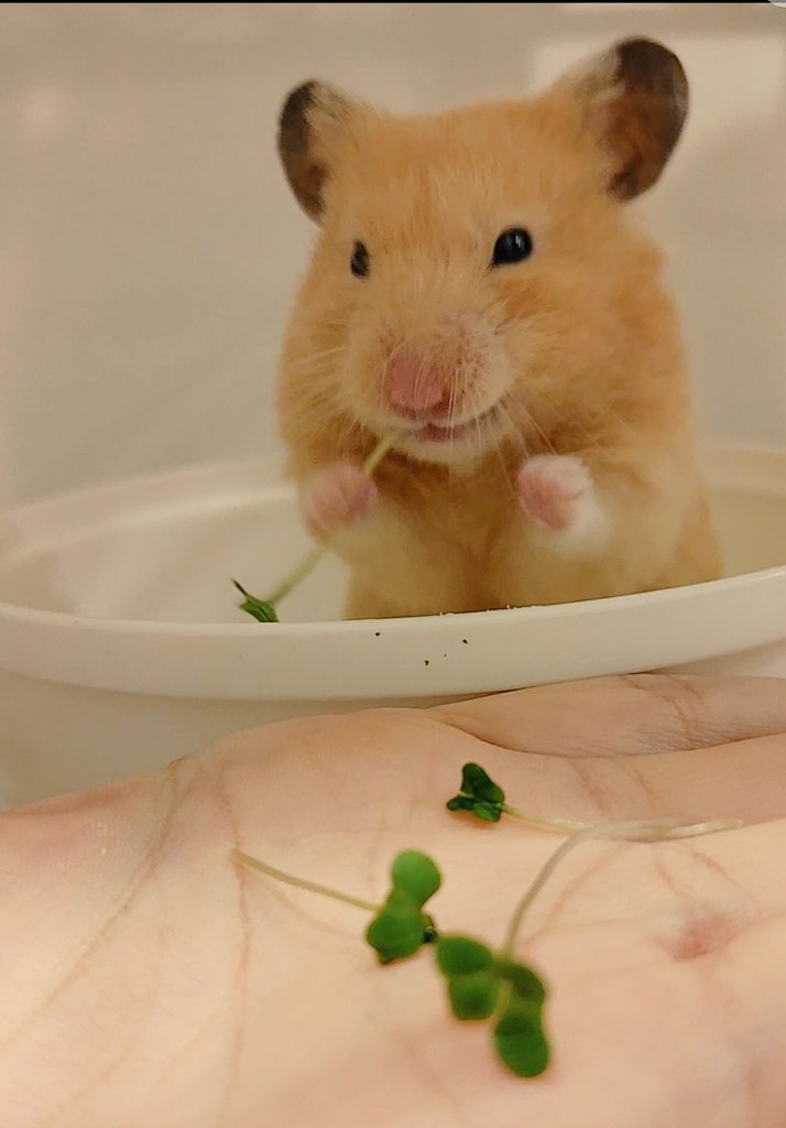 2才𓃟 ブロッコリースプラウト お気に入りの1枚 キンクマハムスター 2才と85日 ハムスターのいる生活 ハムスターのいる暮らし キンクマ ハムスター ブロッコリースプラウト T Co 8oysua7uzf Twitter 2才𓃟 ブロッコリースプラウト お気に入りの1枚 キンクマハムスター 2才と85日 ハムスターのいる生活 ハムスターのいる暮らし キンクマ ハムスター ブロッコリースプラウト T Co 8oysua7uzf Twitter
