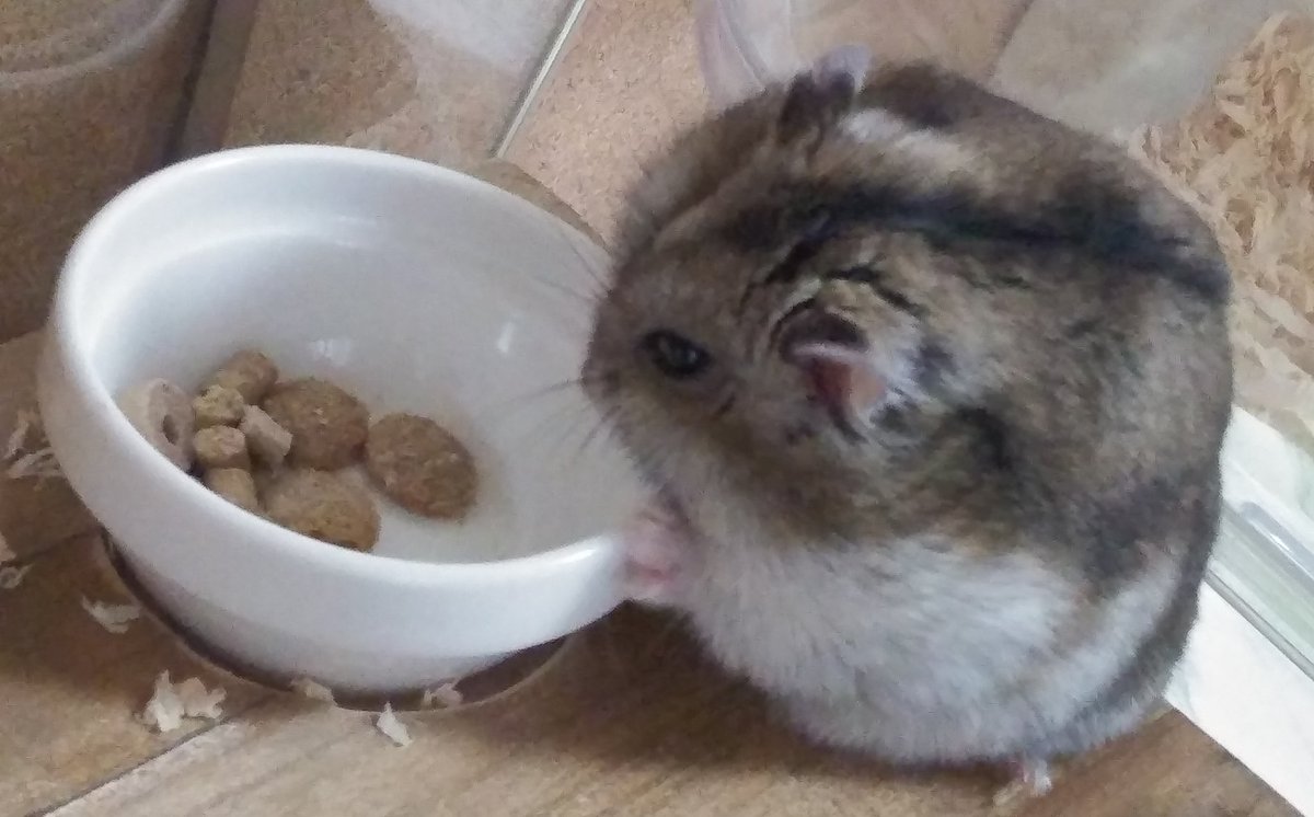 じゃが A Twitter 抱き締めてあげてください でもビビり君なのでダッシュで逃げちゃうかも 笑笑