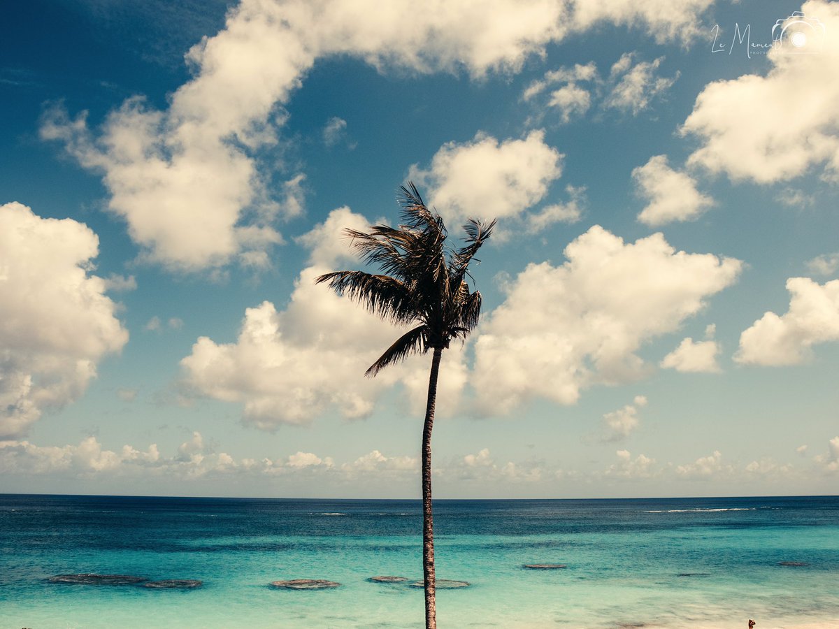 #palmtree #bermuda