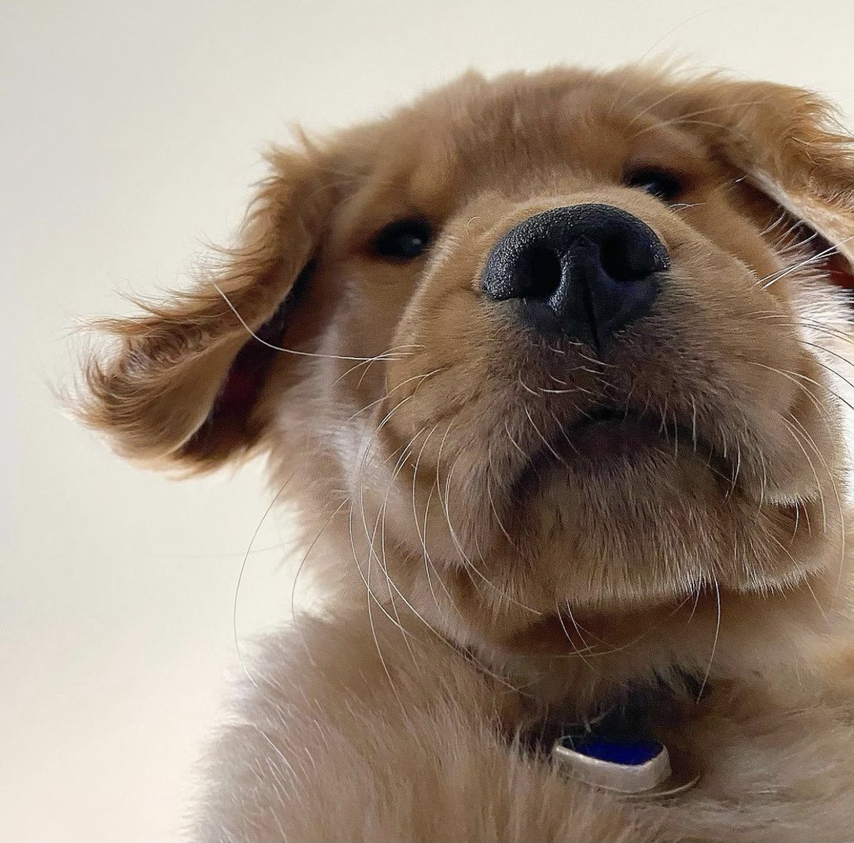 dog_rates's tweet image. This is Fozzie. He told you to have a good day this morning. Gonna be real pupset if you didn’t. 12/10