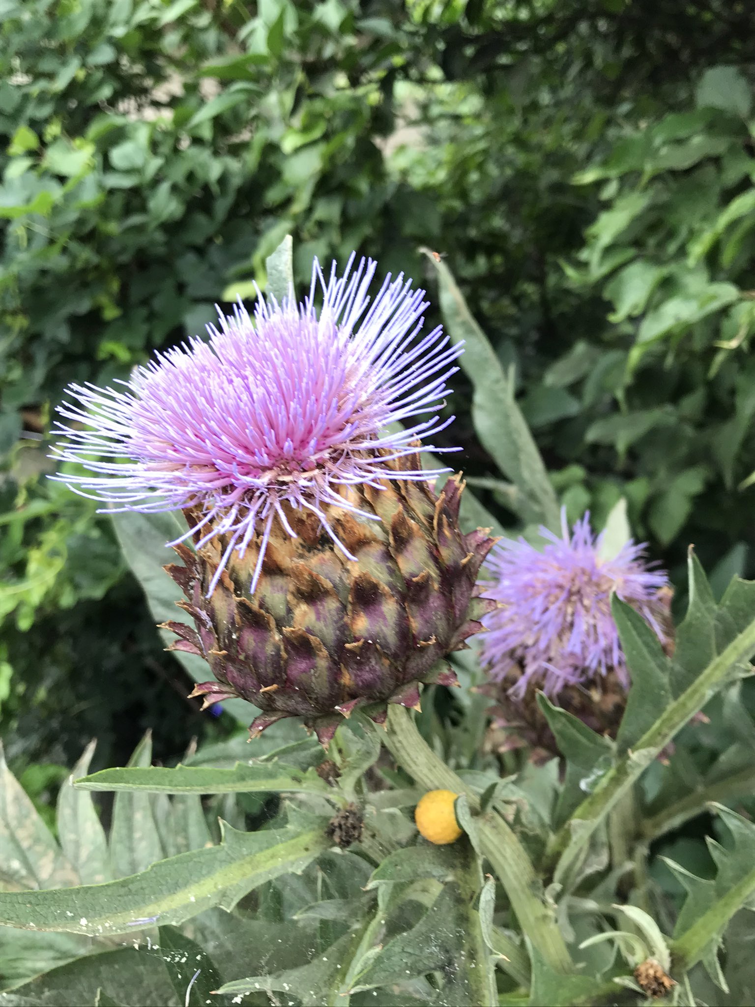 かやの 今朝はピンクのトゲトゲ2連発 カルドンの花と合歓の木 とげとげつんつん T Co Qn1srwf5e4 Twitter