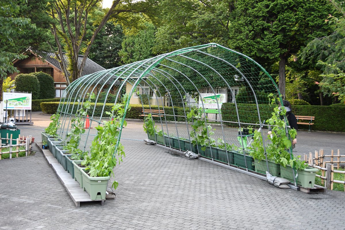 江戸東京たてもの園 エントランス広場に ゲートを設置しました 暑い夏を乗り切る暮らしの工夫を体感していただく ちょっと涼しいたてもの園 のひとつ 緑のカーテン を作るため ゴーヤ や 朝顔 ヘチマ などの植物を育てています 成長して日影が