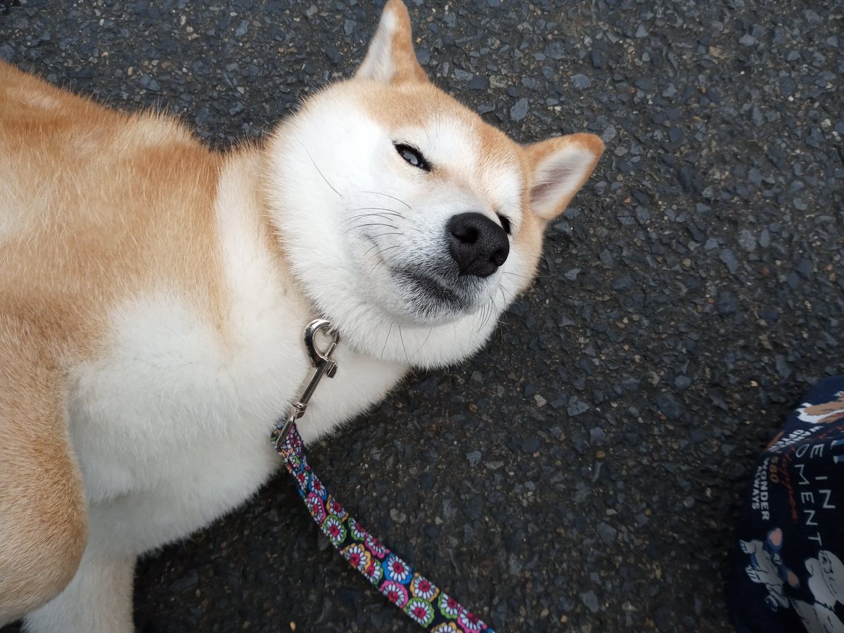 拒否柴 Twitter Search