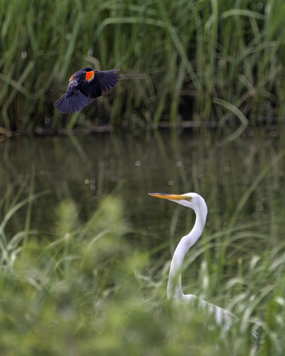 JohnReedPavan's tweet photo. (view full photo) A red-winged blackbird trying to drive away a great egret in Little Hellgate Salt Marsh on Randall's Island. It was not successful.
#redwingedblackbird #blackbird #greategret #egret #birdfight #birds #birding #birdwatching #nature #wildlife #littlehellgate https://t.co/ZuZWRI1NvZ