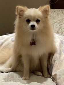 josemcorvalan's tweet photo. Se perdió Lola, Pomerania hembra, zona Molas López y Julio Correa, se ofrece recompensa! https://t.co/SAKRtEP5GM