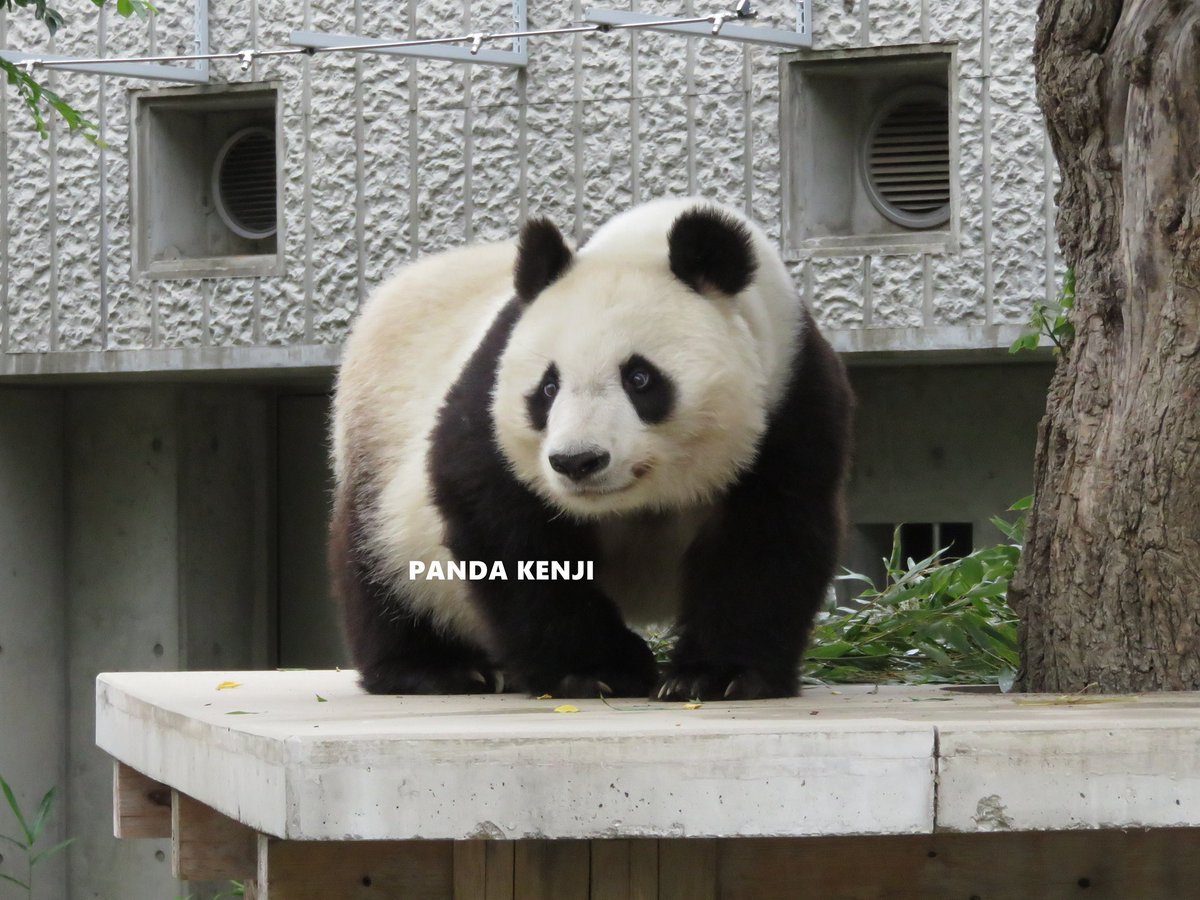 Panda Kenji ここで待ってるよ