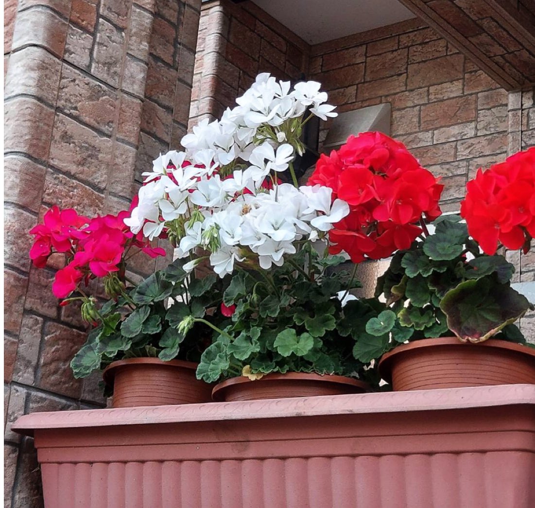 Himawari71 我が家の玄関先の賑わい ゼラニウム ミリオンベル ロベリア 毎朝の花がらつみもひと仕事だわ