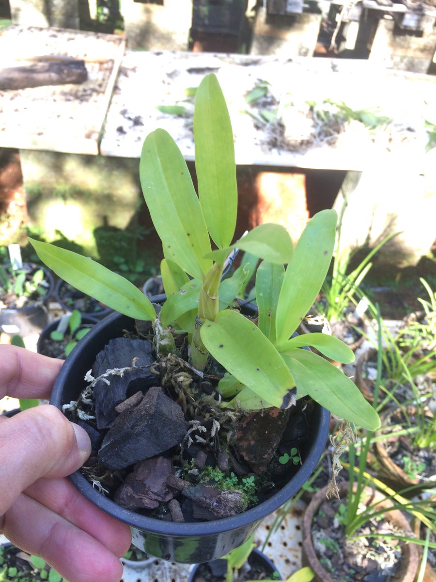 JBorquideas's tweet photo. Mudas de orquídeas.
R$15,00
Enviamos para todo Brasil 🇧🇷 
(61)99811-8722 https://t.co/I3Wvit456D