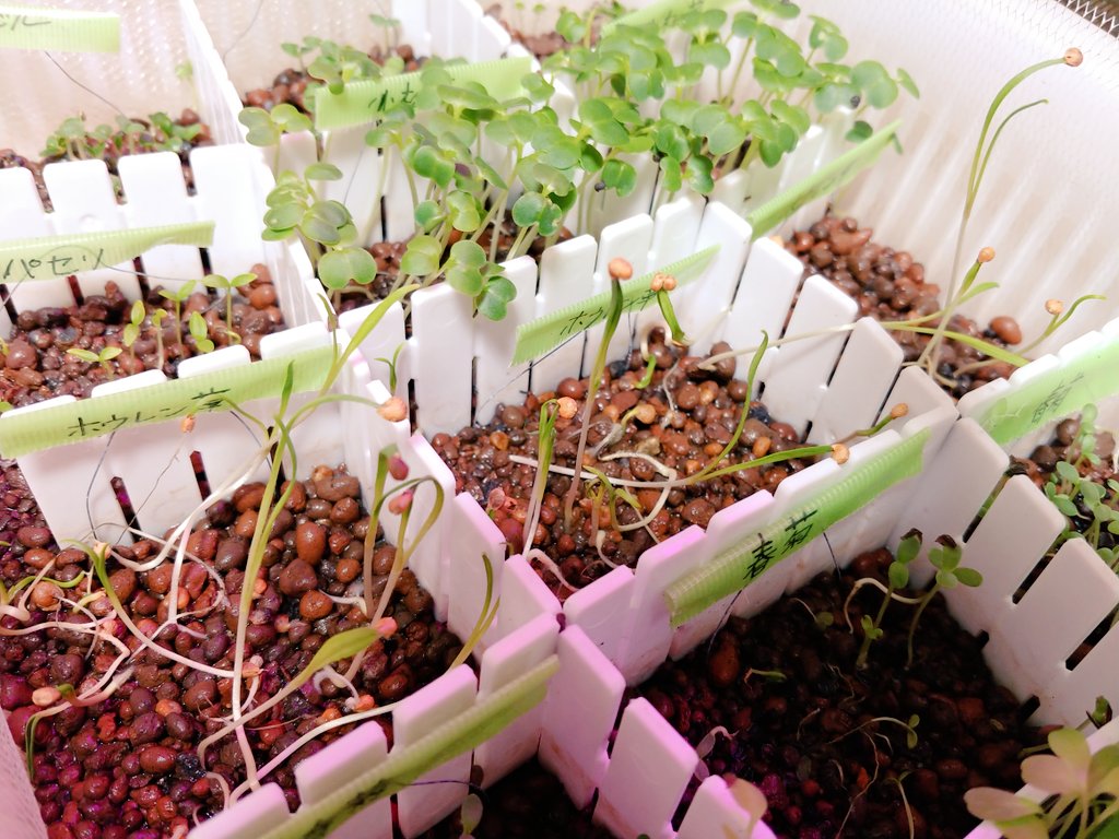あっき 根付きが悪く横倒しに伸びていた ほうれん草 がきちんと上に伸びてきた バジル シナモンバジル レモンバーム パセリ のハーブ系も芽がしっかりしてきたぞぉ 2度目の今度こそ栽培成功させたい 家庭菜園 水耕栽培 T Co
