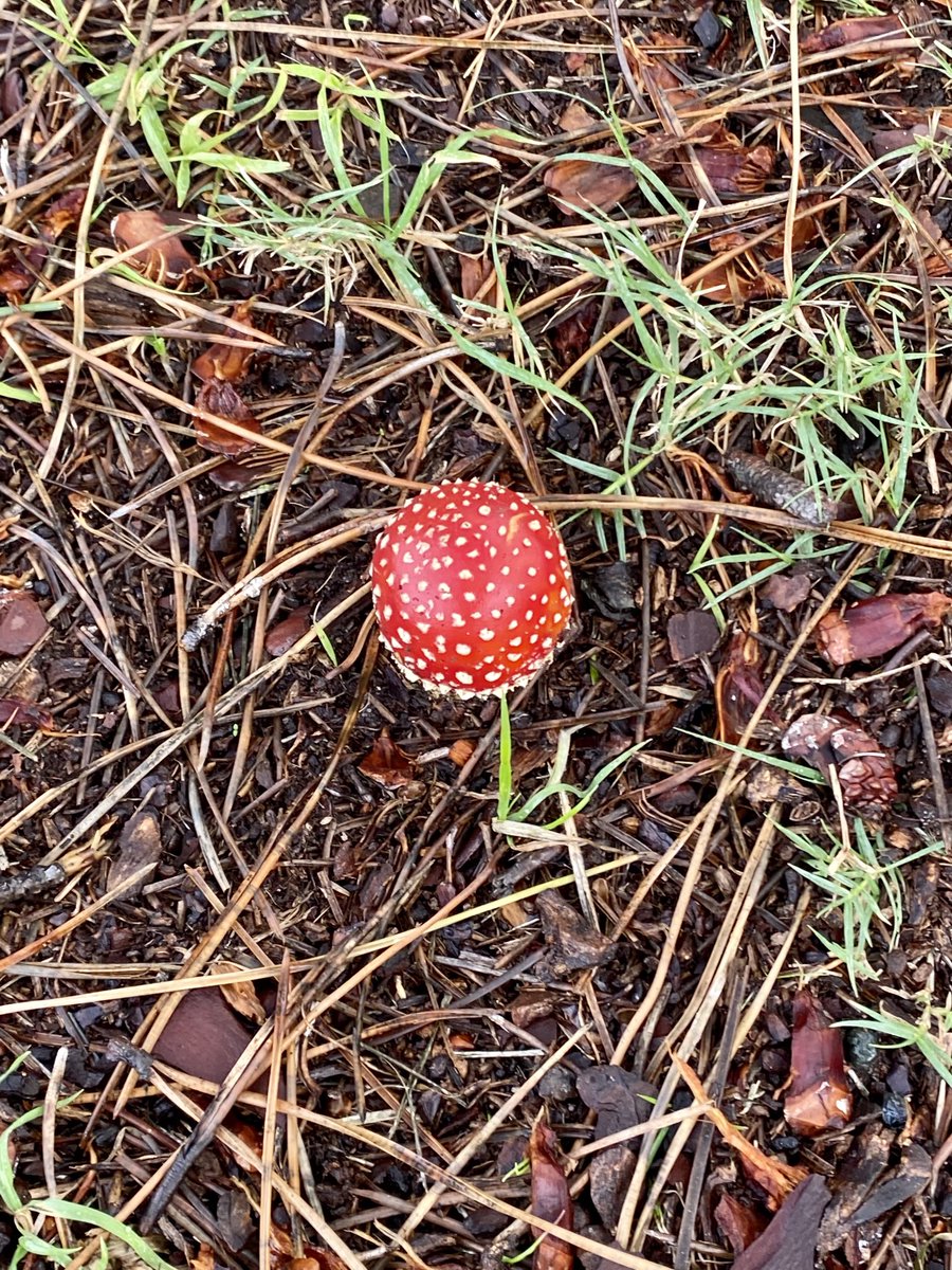 FitToPrint's tweet photo. Ugly beautiful in magnificent @CentParklands #NotForCooking https://t.co/q2D192GQHh