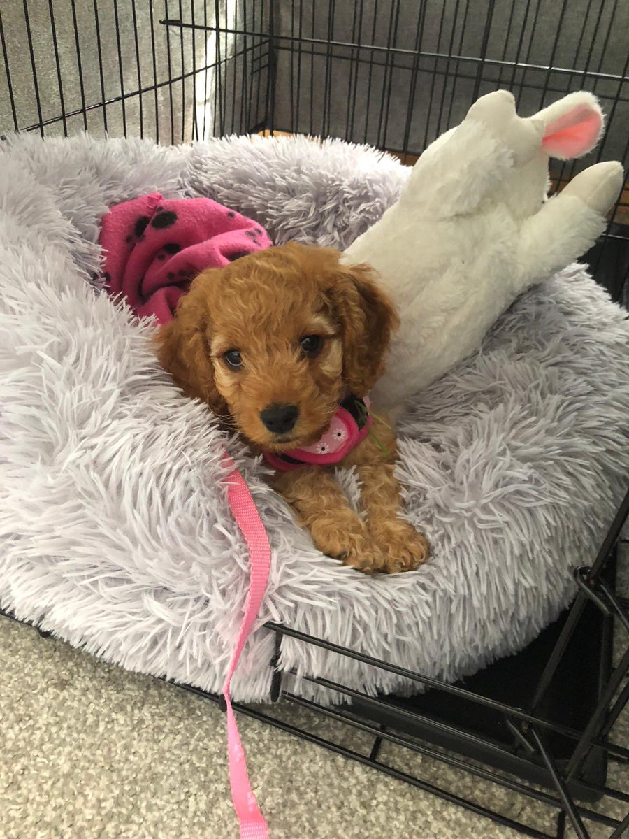 Ocarroll_BusEd's tweet image. Meet Poppy 🐶 can’t wait for her to take up all my time in the holidays 😆💕