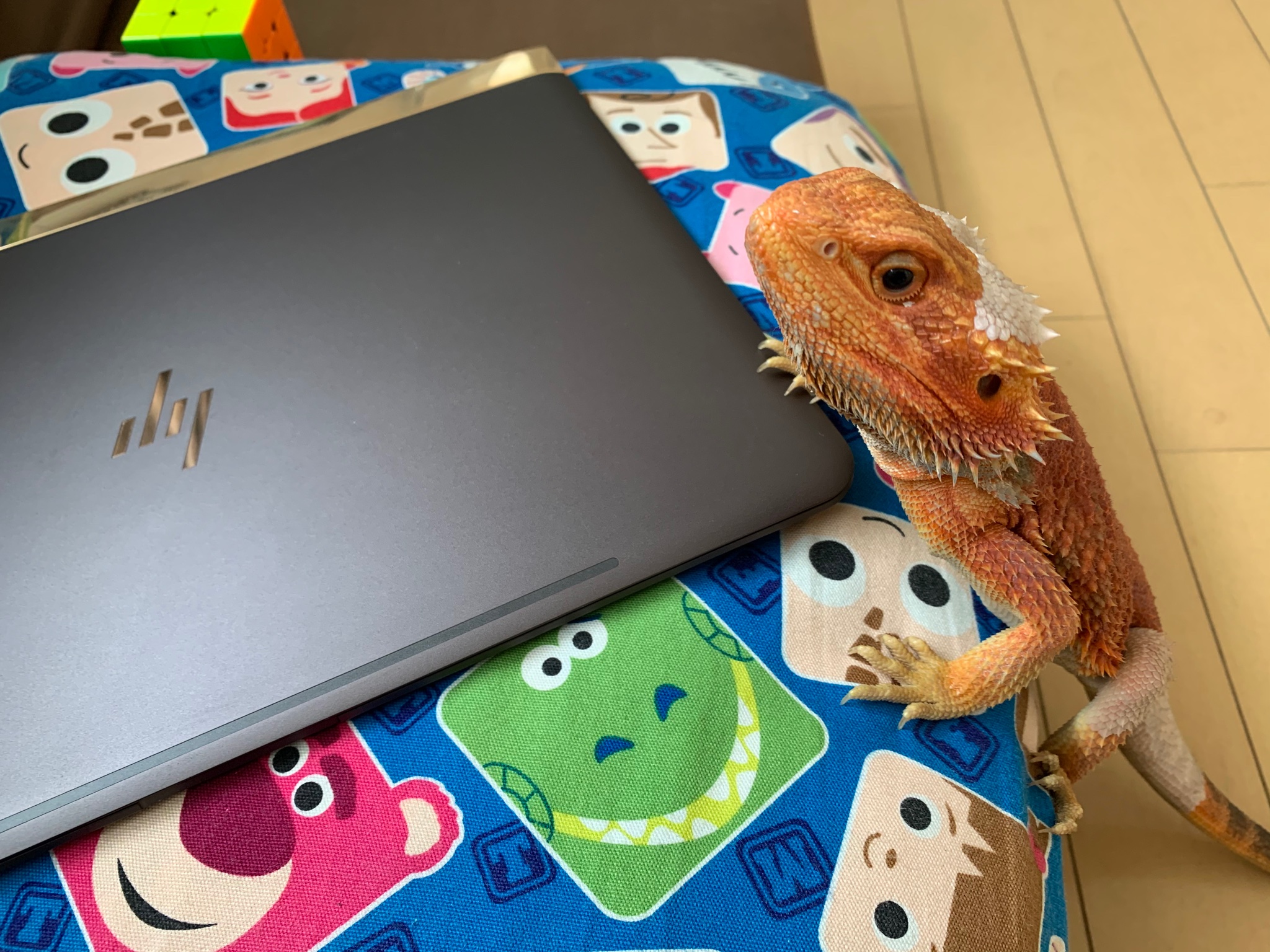 蓮rex Hasurex Twitter