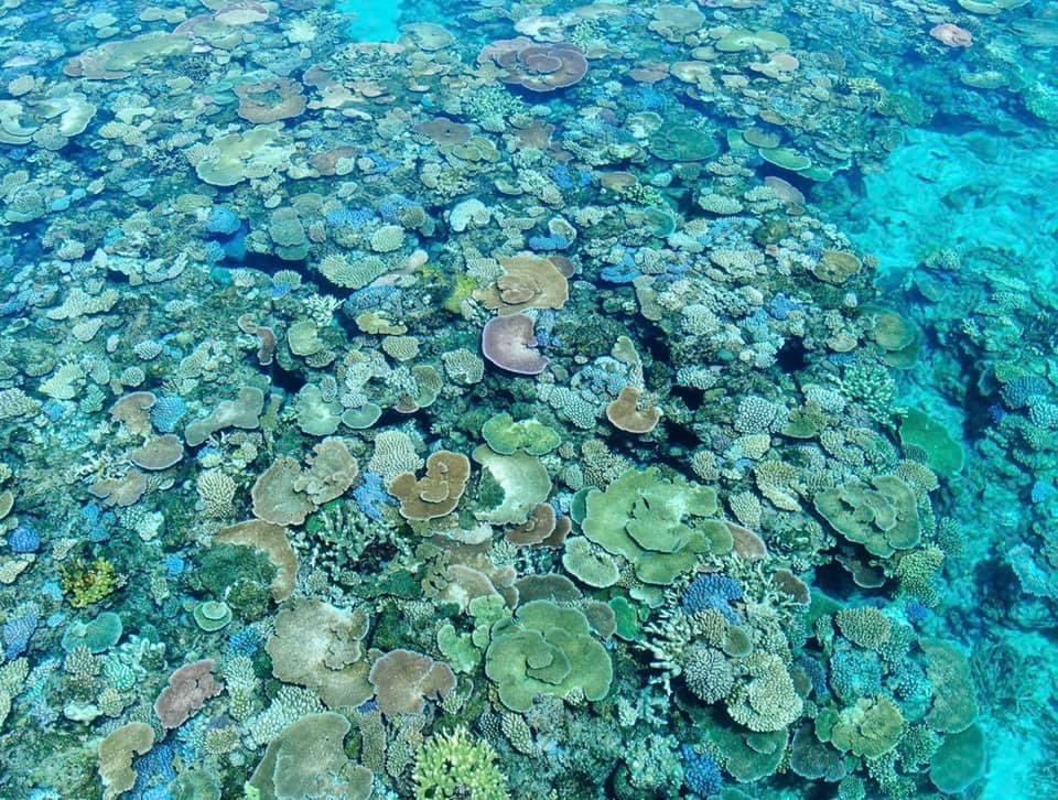 RobPaxevanos's tweet photo. #ReefRunnerCharters in Cairns...as you can see they are not just about brilliant fishing. What an experience ๐คฟ๐ฅฐ๐ ๐...and maybe a sneaky ๐นat ๐
to help let it all sink in๐.
@CairnsGBR
@Queensland
@Australia https://t.co/g5FwzWTQok