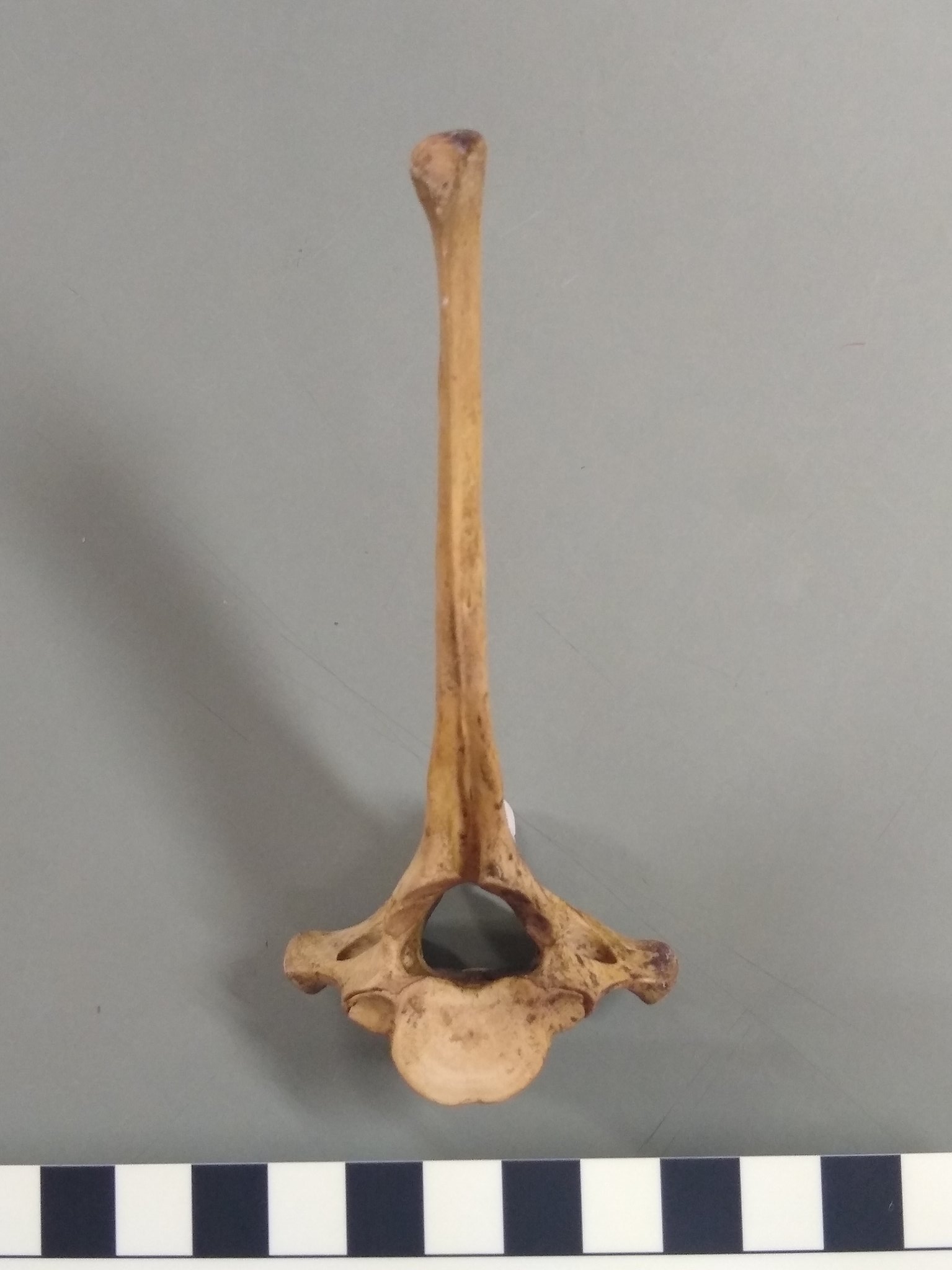 Kusuhashi Lab 楠橋研究室 (愛媛大学) on Twitter