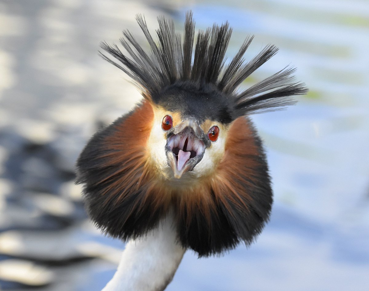 #beleefdelente #fuut #crestedgrebe #slechthumeur <a href="/omroepflevoland/">Omroep Flevoland</a> De havenfuut had vandaag z'n dag niet, elke wandelaar op de steiger werd luid begroet.