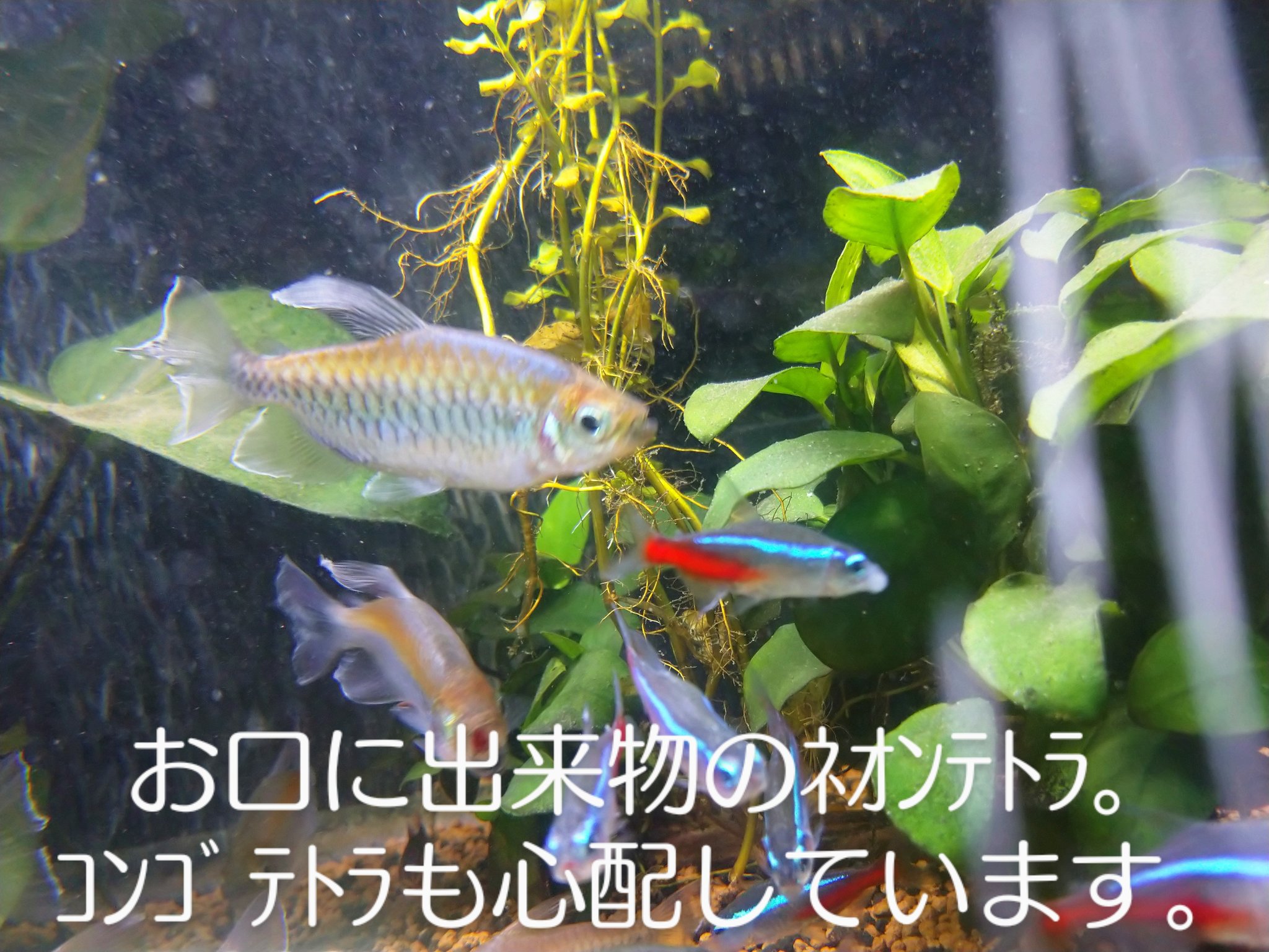 ポックス病 Twitter Search Twitter