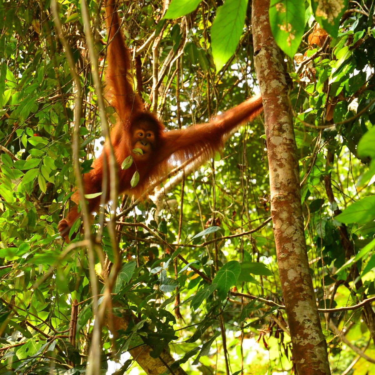 OrangutanTOP's tweet photo. It's #WorldRainforestDay so here are some of the lush #Rainforests in #Sumatra and #Borneo we're trying to save from the chainsaw and #LegallySecure for the future of all species. Find out more here: https://t.co/nfFXEMKnaU
#TheOrangutanProject #TOP #SaveForest #ProtectRainforest https://t.co/Mf9cemDRJr