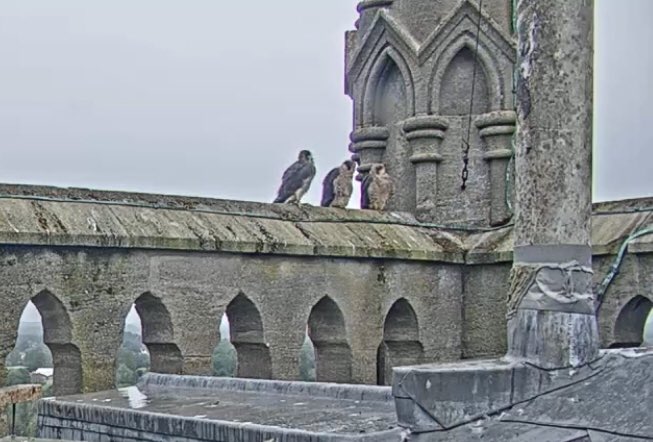Andoverfalcons's tweet photo. @emma_hatcher All three are alive and well. They were all visible on the live camera yesterday around 7pm! https://t.co/AMd5lYNMOH