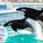 ツイートに含まれる画像