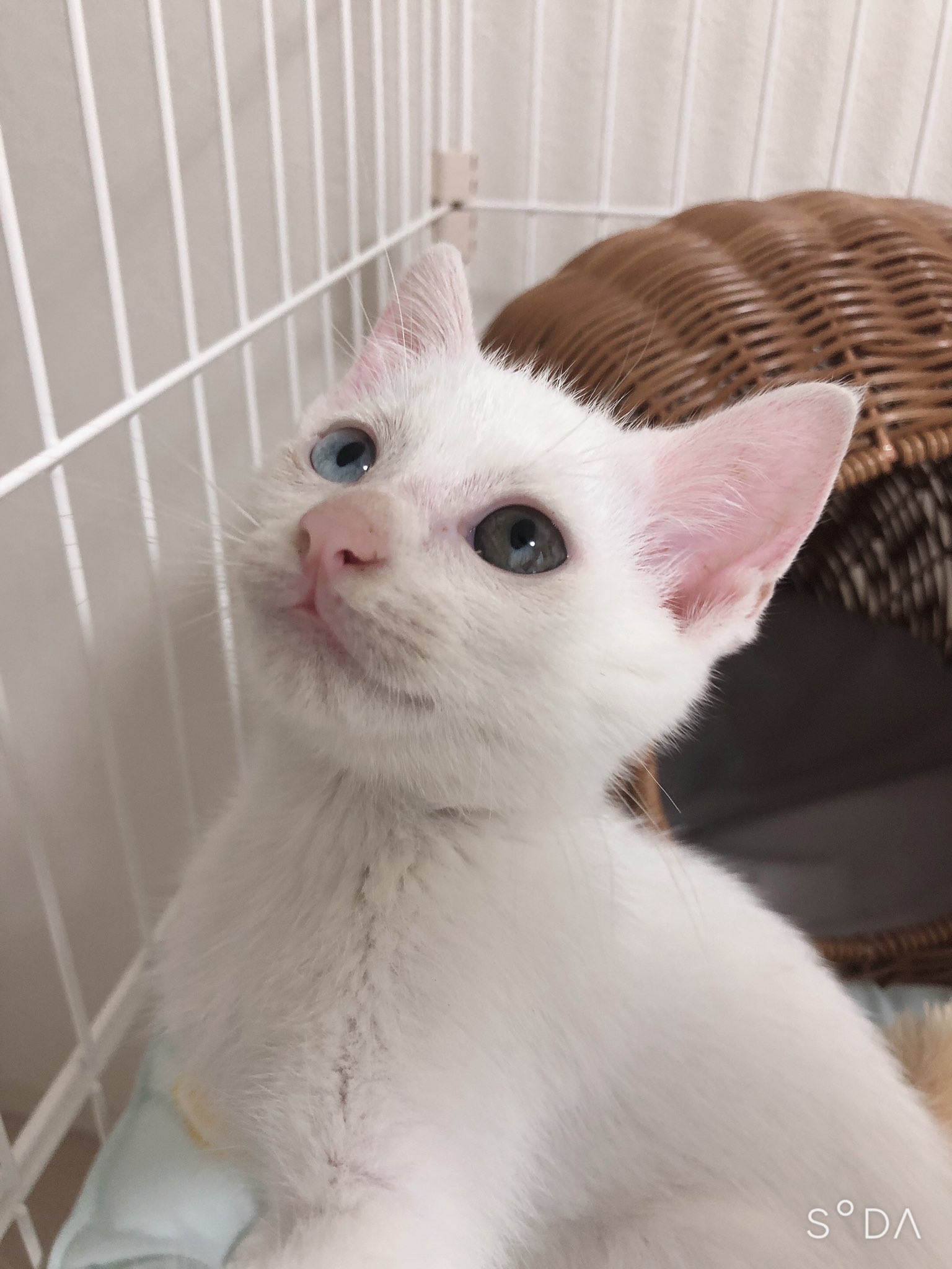 2024年秋冬新作 ̳^)੭❤︎オッドアイ白猫姉妹 奨める 感謝価格( ヘアゴム