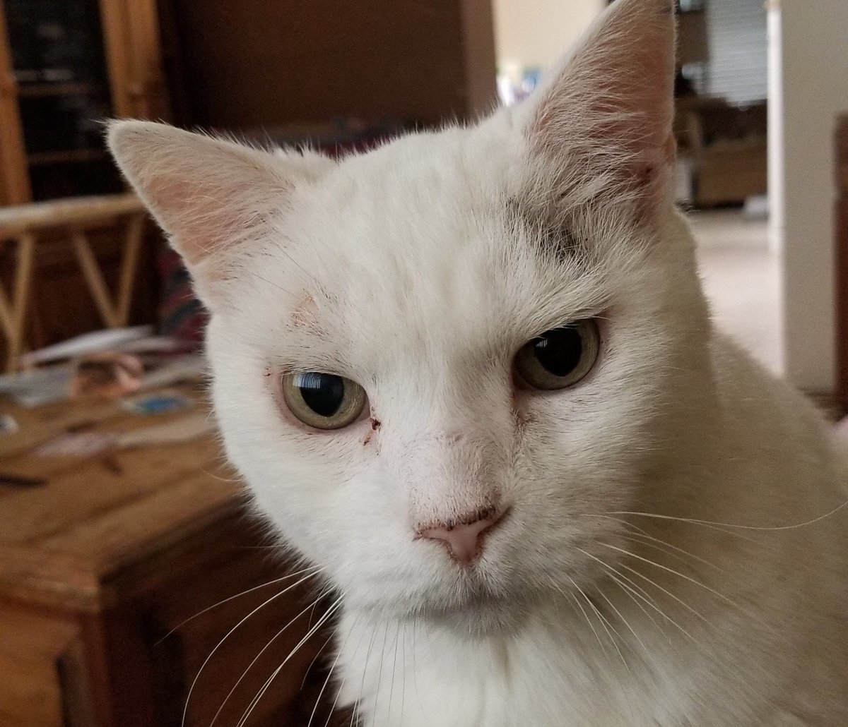 hyena301's tweet photo. #CatsOfTwitter https://t.co/xMTkFmJziz