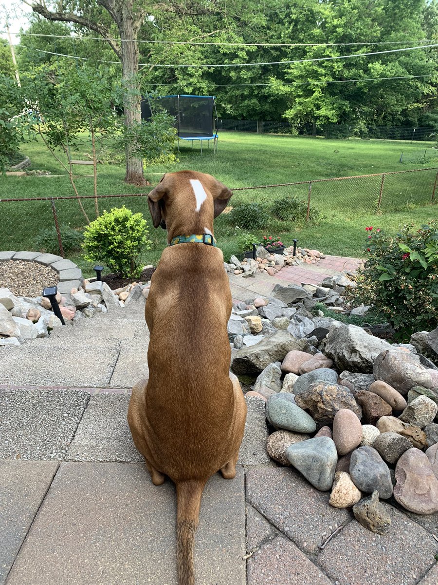 hbernhardtDPT's tweet photo. Since she’s been home for 3 weeks, it’s time for her to get a proper Twitter introduction. Meet Sprout 🌱 #mynewbestfriend #AdoptDontShop #StrayRescueSTL https://t.co/vm1crntAW1