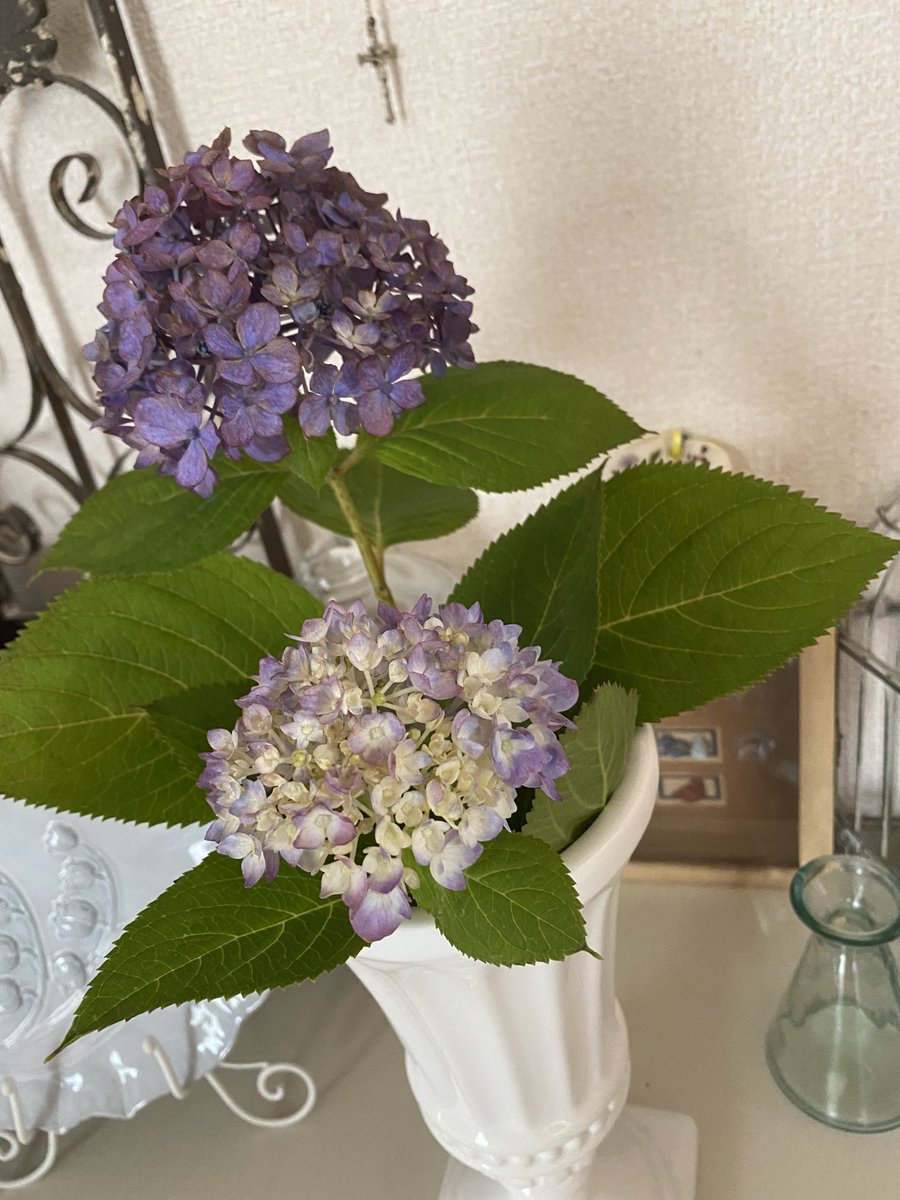 y_u_m_i_o__'s tweet image. 庭の紫陽花が終わり、剪定しました✂️