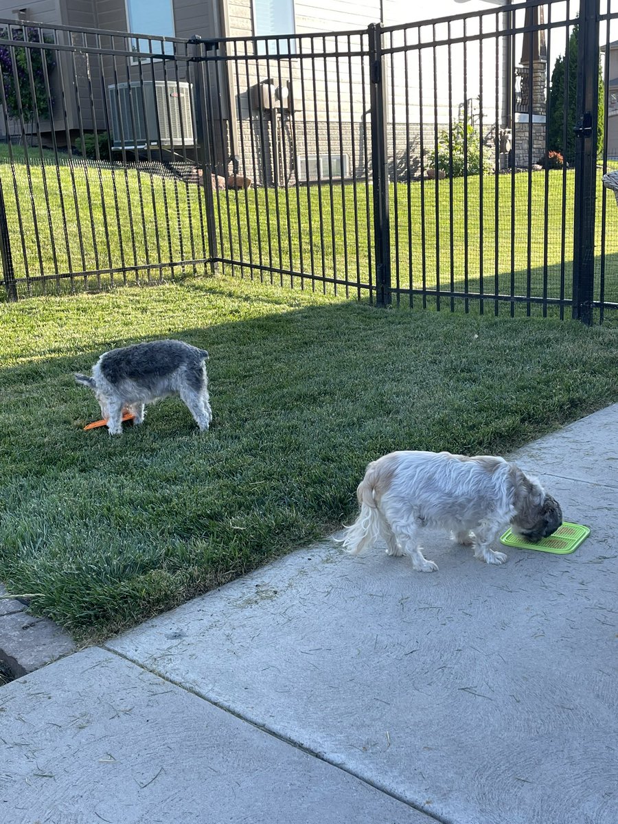 OttoBrahmsEsq's tweet photo. Mom got us a new interactive treatโฆpumpkin peanut butter frozen on a lick mat and @KrayZDayZ has PB beard ๐คฃ ๐คฏ๐คฏ #success #lickmat #AdoptDontShop #SchnauzerGang #shihtzu https://t.co/MqBXfKgOiD