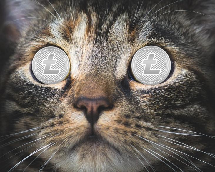 Media_SPB's tweet image. LCPExchange now have BTC-LTC and BTC-DOGE pairs ! All profits are still shared to the users, according to the consolidated LCP-holding mechanism. lcp.exchange