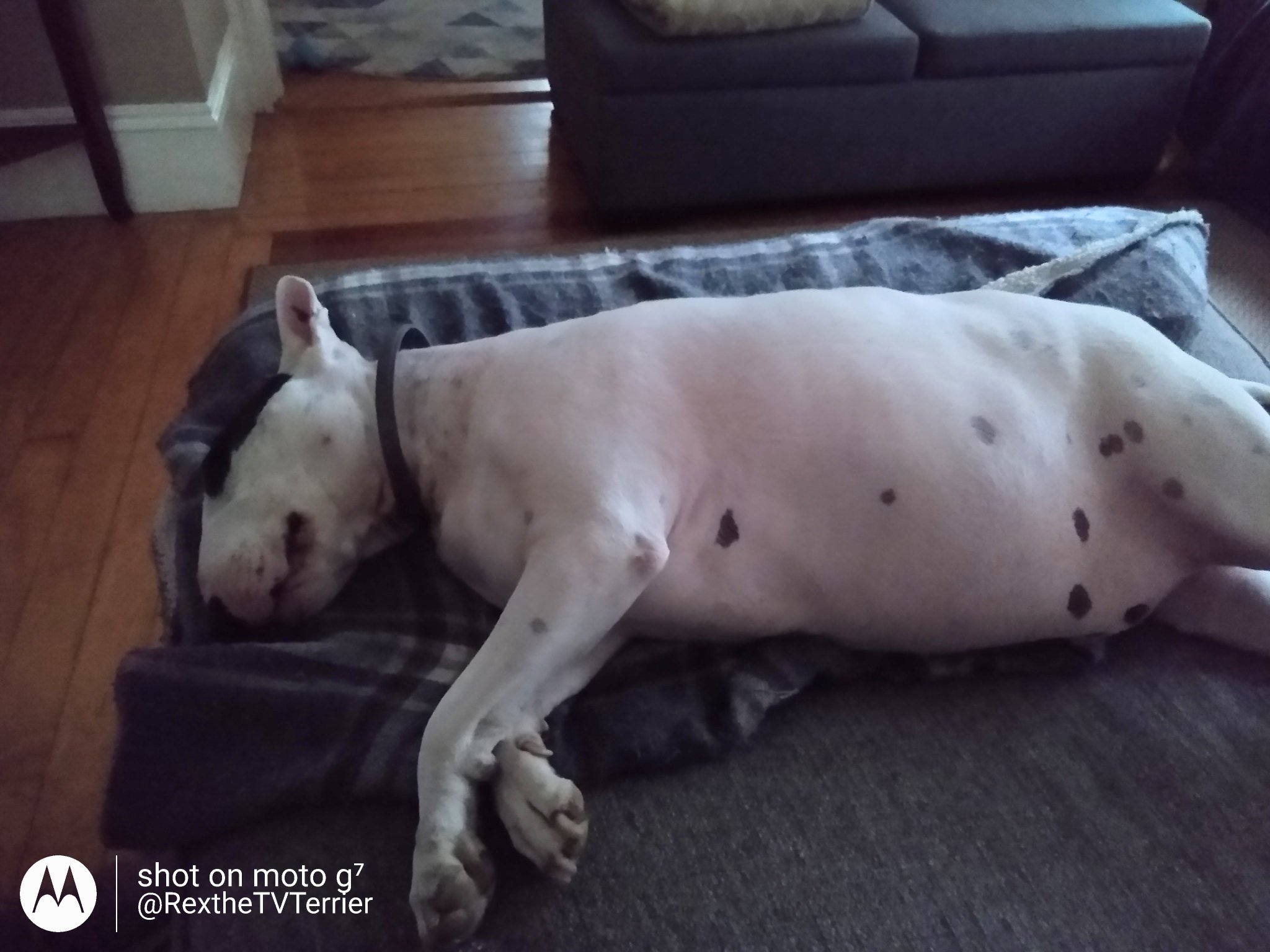 Petlust 