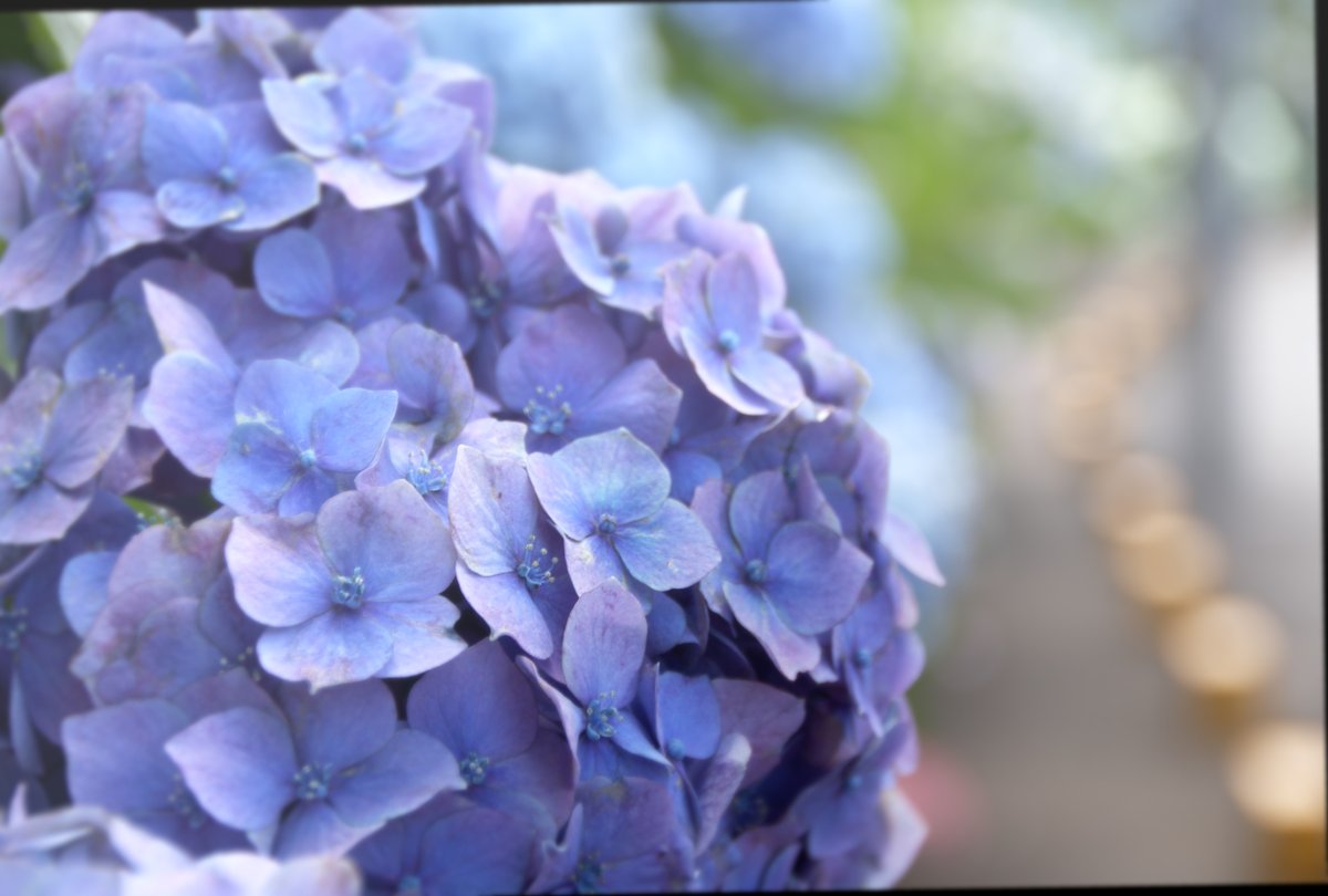 Fastp على تويتر 花言葉は 移り気 冷酷 団らん 和気あいあい 家族 変節 浮気 あなたは 千葉県 流山市 アジサイ通り