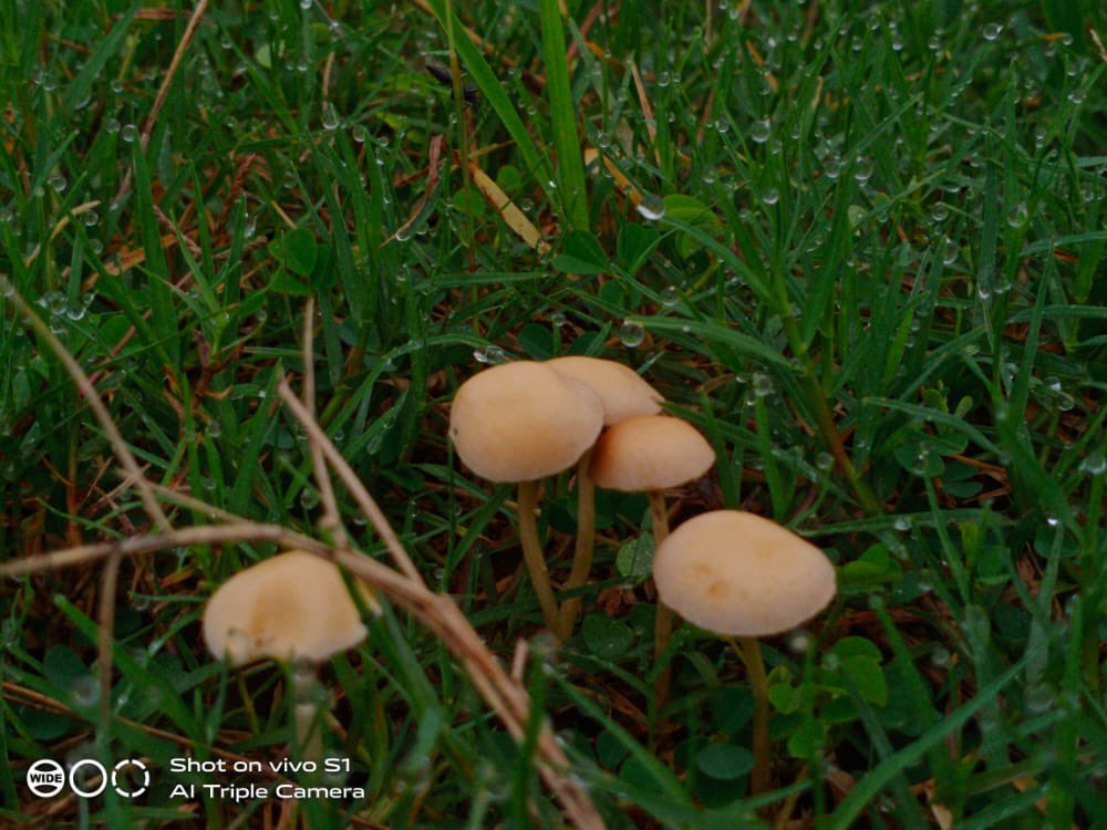 CancerArtProje3's tweet photo. Superb shot of raindrops on mushroom plants by Shubam Kumar #cancersurvivor from Ghazipur UP
#CancerSurvivorsmonth #cancerawareness #PhotoOfTheDay #photography https://t.co/zgE5KCMOHY