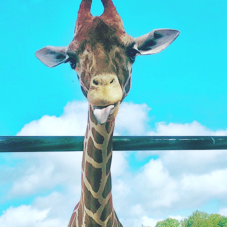Laura_Verbeke1's tweet photo. @NatGeo #giraffeday #savegiraffe https://t.co/VrQpJzFUMX