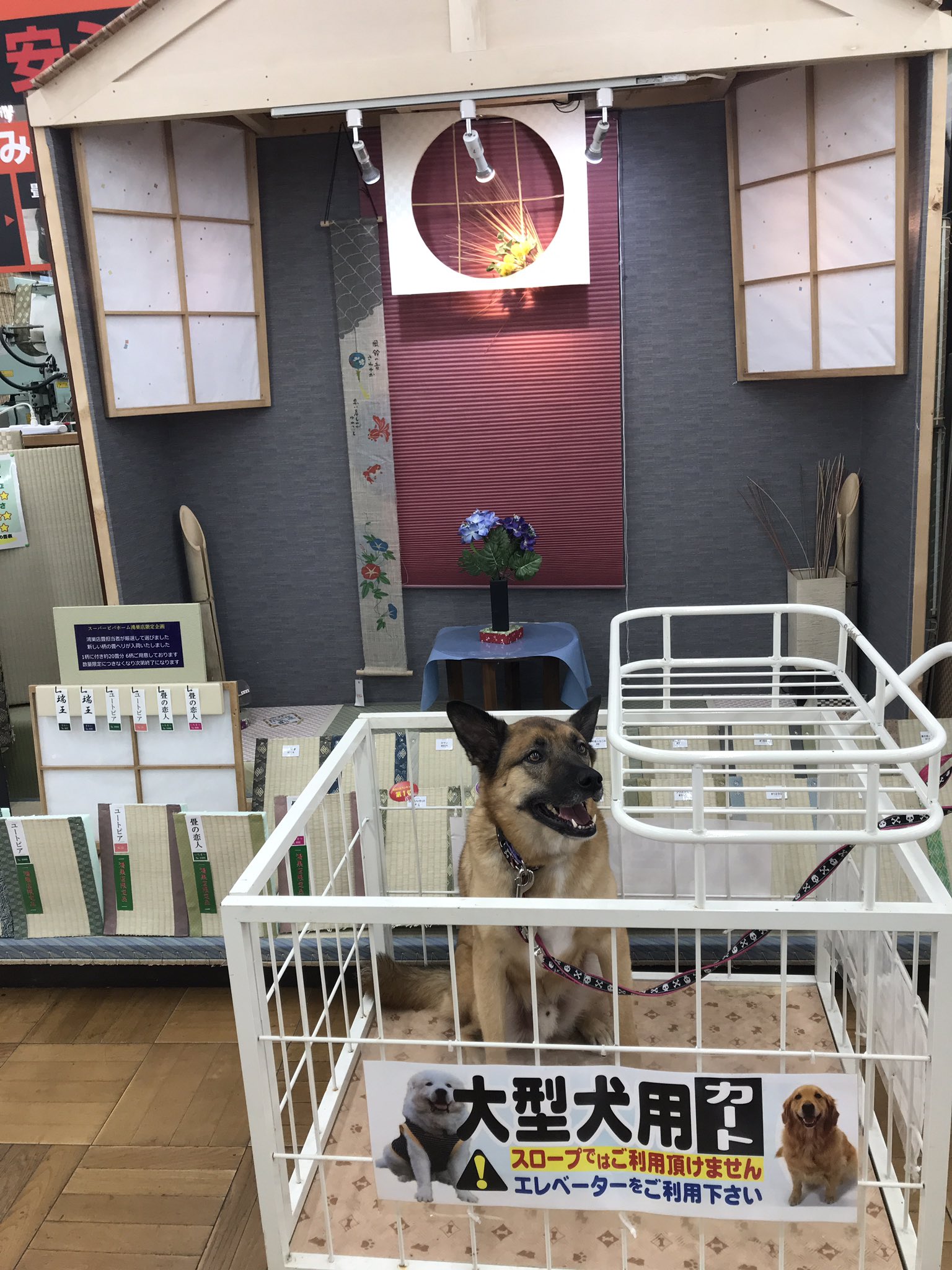 大型犬用カート Twitter Search Twitter