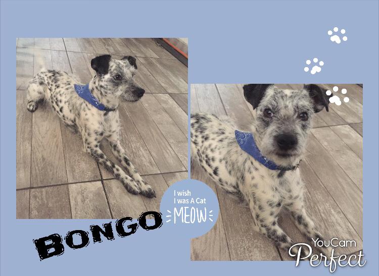 AdogtaMiauMx's tweet photo. Solo comparto. En adopción y cualquier información contacten al 5513673078
#Difunde #comarte https://t.co/nfTHhmhKrn