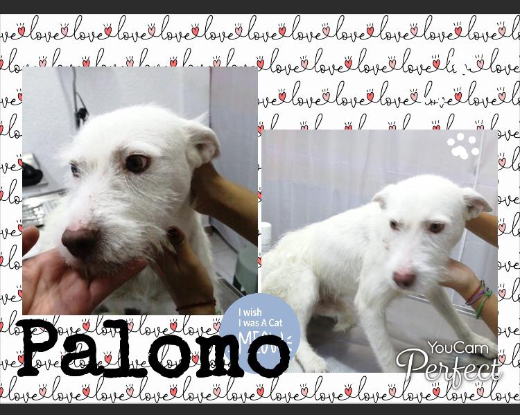 AdogtaMiauMx's tweet photo. Solo comparto. En adopción y cualquier información contacten al 5513673078
#Difunde #comarte https://t.co/nfTHhmhKrn