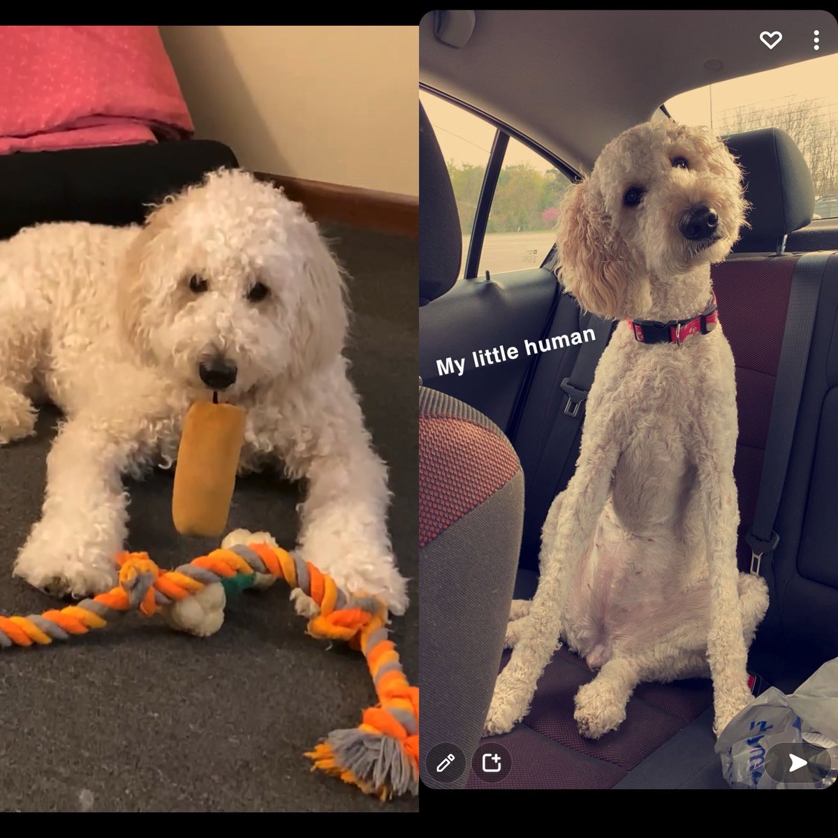 WinnieRenee_'s tweet photo. @AshhNells @AshhNells except I asked them to kept head head a little fluffy if possible hahaha https://t.co/sGIPQ9Dn02