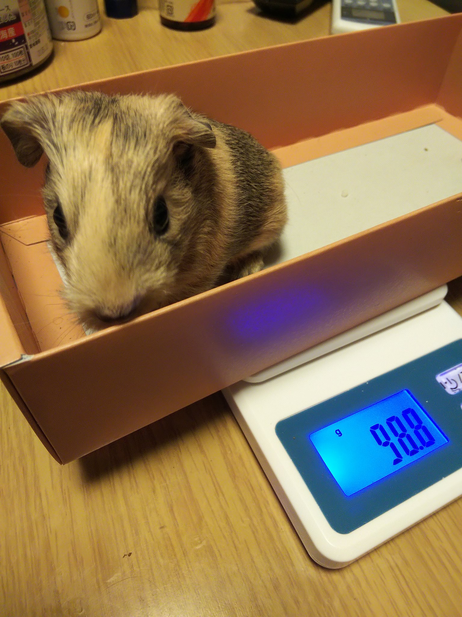 モルモット赤ちゃん Twitter Search Twitter