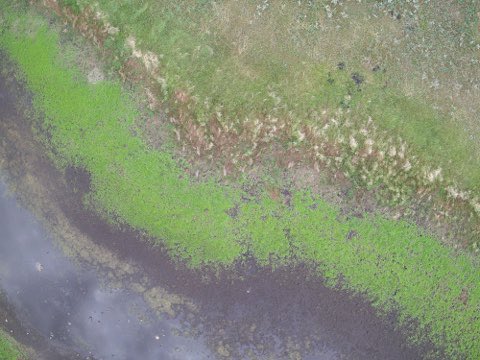 RealDuckTails's tweet image. #ducks use small, shallow #wetlands early in spring. These Type I wetlands are the first to warm and therefore the first to produce #invertebrates on which birds can feed.