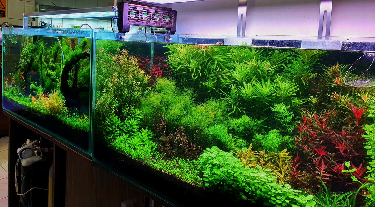 Alicelan17's tweet photo. #weekaqua #Pseries #aquascape #aquascaping #aquariumplants #scape
#aquariumhobby #fishtank #freshwateraquarium #plants
#plantlife #planted #plantedtank #plantedaquarium #aquaticplants  #ledaquariumplantedlight  #aquanature  #aquariumsdaily #interiordesign  #aquariumlights https://t.co/cuoFZkXFIB