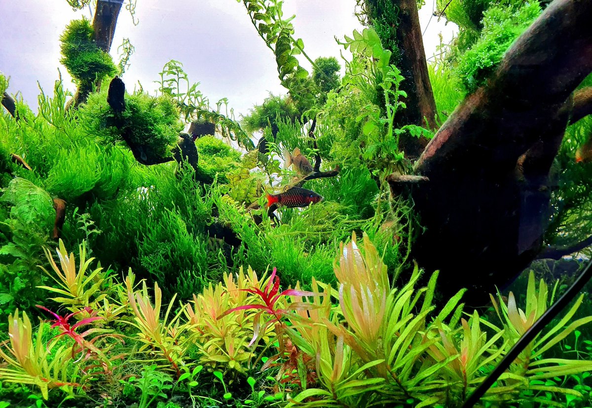 Alicelan17's tweet photo. #weekaqua #Pseries #aquascape #aquascaping #aquariumplants #scape
#aquariumhobby #fishtank #freshwateraquarium #plants
#plantlife #planted #plantedtank #plantedaquarium #aquaticplants  #ledaquariumplantedlight  #aquanature  #aquariumsdaily #interiordesign  #aquariumlights https://t.co/cuoFZkXFIB