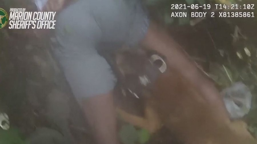 OnPatrolK9's tweet photo. Video: Marion County K-9 chomps down on suspect in painful takedown
😂Yup! Between the legs and Yup, we have the video.
👊Way to go, Adelmo!
. . . I shouldn't be laughing🤪
https://t.co/gaKJZhOqqq
#BackTheBlue #dog #police #military #WaronDrugs #LivePDPolice #BackTheBlue https://t.co/XDnKZN3JbX