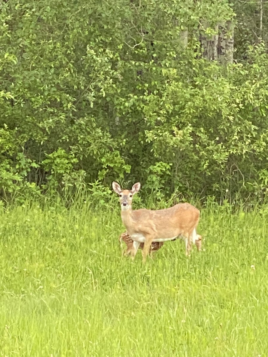 tracey_dunnigan's tweet image. My office view today. From a baby fawn nursing on mamma, to beautiful sunsets to our amazing water bombers, my days are never the same. #lovemife #sograteful #workedhardforthis #passion #putpose #perseverance #perspective #retirement #womenof911 #womeninpolicing