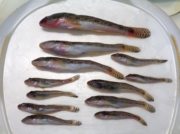 先週のハゼクラ。
去年開拓したポイントが激濁りのため新規開拓
六感を信じていろいろ回ったんですけど総じてはずしたみたいでなかなかアタリが出ない。
#ハゼクラ 