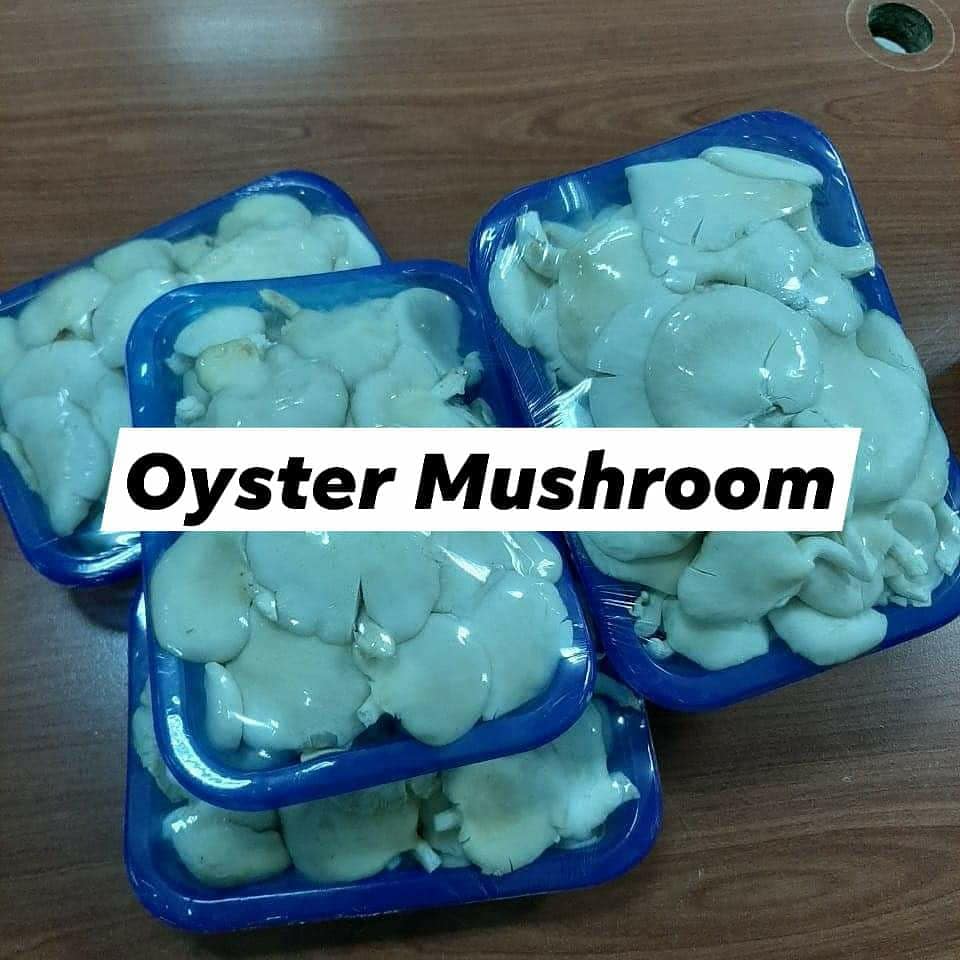 magzkim's tweet photo. Which is Better Oyster or Button Mushrooms?
Studies show Oyster are a better variant of Mushrooms than Buttons in that their protein and fiber content is higher than buttons.
What is your favourite and why?
#mushrooms
#nutrition 
#agriculture 
#food https://t.co/NuZxxlnKD6