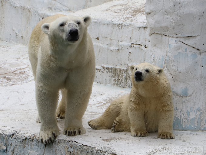 あんこさん がハッシュタグ ホッキョクグマ をつけたツイート一覧 1 Whotwi グラフィカルtwitter分析