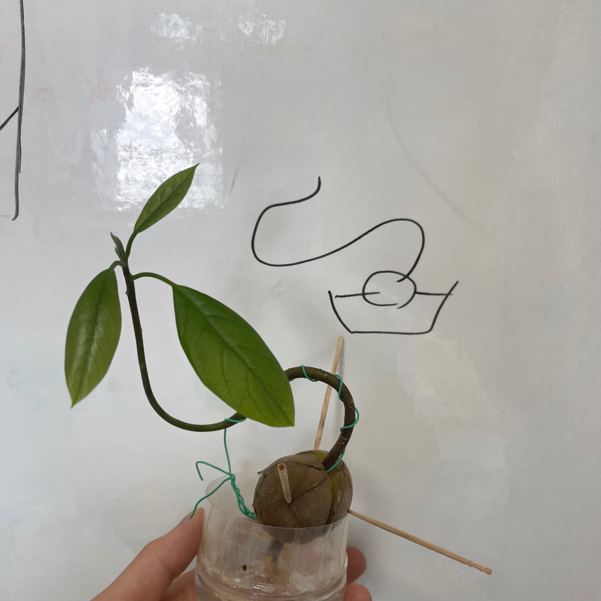 かたより Plants Log 植物図鑑開発中 葉っぱ大きくなってきた そのうち植え付けして 剪定して形を作っていく アボカド アボカド盆栽 Avocadobonsai T Co Nnf4rlz3g8 Twitter